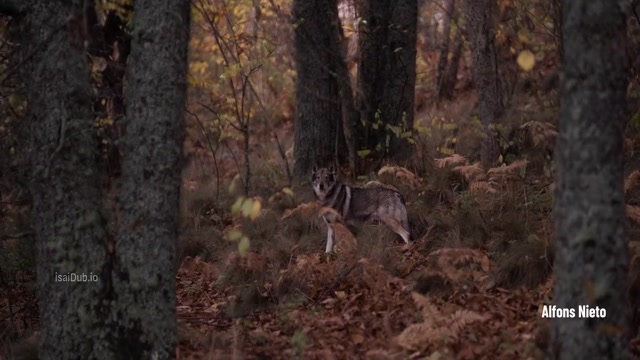 isaiDub.io - The Crystal Cuckoo 2025 Season 01 (Epi 01).mp4