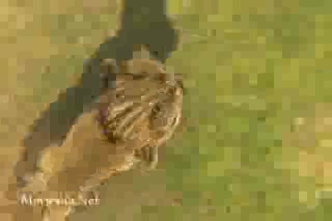 Alpha and Omega 3 (2014) Part-2.mp4