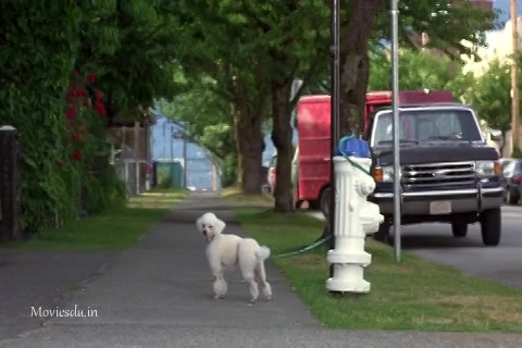 Homeward Bound 2 Lost In San Francisco (1996) Sample (480x320).mp4