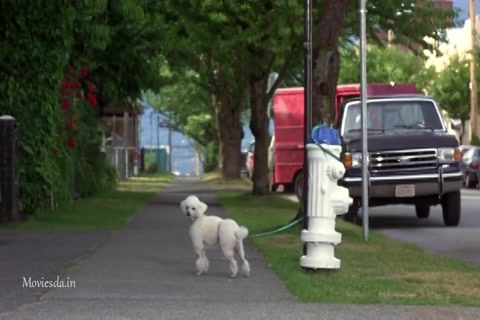 Homeward Bound 2 Lost In San Francisco (1996) Sample (640x360).mp4