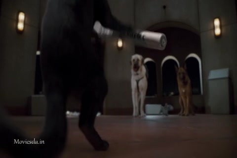 Cats and Dogs The Revenge Of Kitty Galore (2010) Sample (480x320).mp4