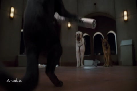 Cats and Dogs The Revenge Of Kitty Galore (2010) Sample (640x360).mp4