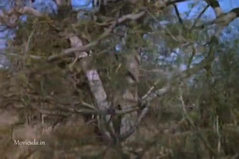 The Gods Must Be Crazy 2 (1989) HD (480x320).mp4