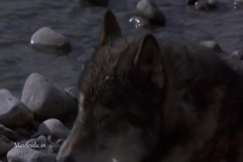 White Fang 2 Myth of the White Wolf (1994) Sample (480x320).mp4