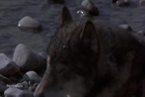 White Fang 2 Myth of the White Wolf (1994) Sample (640x360).mp4