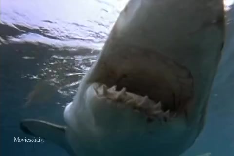 Shark Attack 3 (2002) HD (480x320).mp4