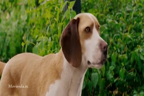 Underdog Sample.mp4