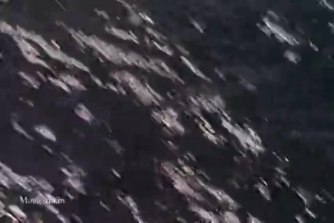 Godzilla vs Destoroyah.mp4