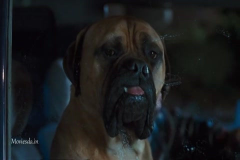 Doctor Dolittle HD Sample.mp4