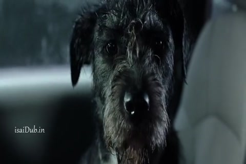 Crawl 2019 HD Sample.mp4