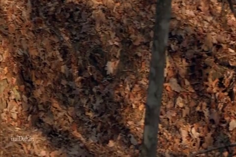 Cabin Fever 2002 HD Sample.mp4