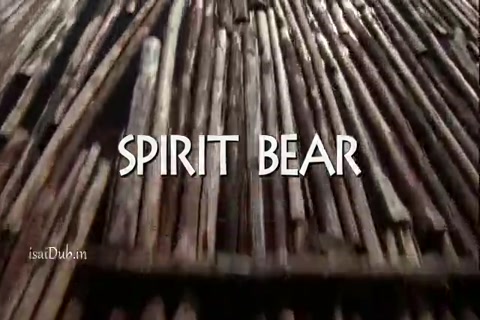 Spirit Bear 2005 HD.mp4