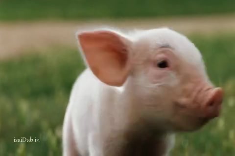 Charlottes Web 2006 Sample.mp4