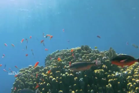 Poseidon Rex 2013 HD Sample.mp4