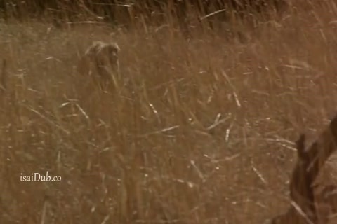 The Duke 1999 HD Sample.mp4