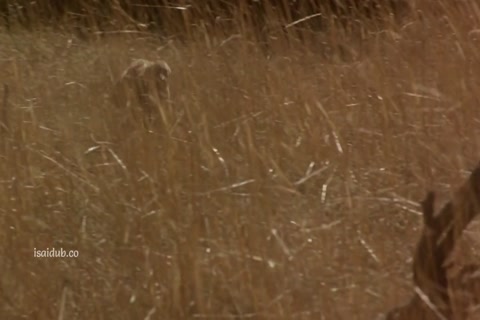 The Duke 1999 720p HD Sample.mp4