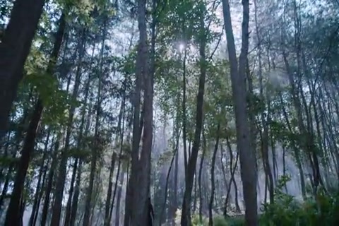 The Untamed Season 1 Episode 25 HD Sample.mp4