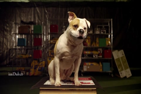 Pups United 2015 HD.mp4