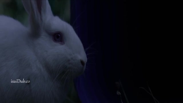 Run Rabbit Run 2023 Sample.mp4