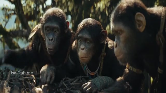 Kingdom of the Planet of the Apes 2024 Sample.mp4