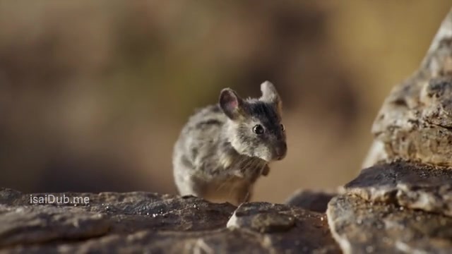 The Lion King 2019 Sample.mp4